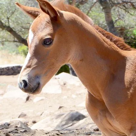 S'ozzastru *
