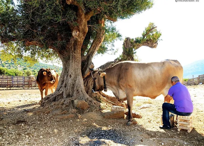 Kır Evi S'ozzastru *