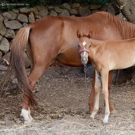 S'ozzastru * Galtelli