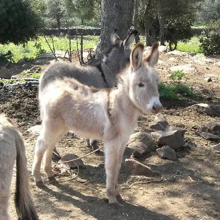 Country house S'ozzastru Galtelli