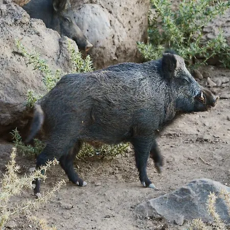 Landhuis S'ozzastru Galtellì